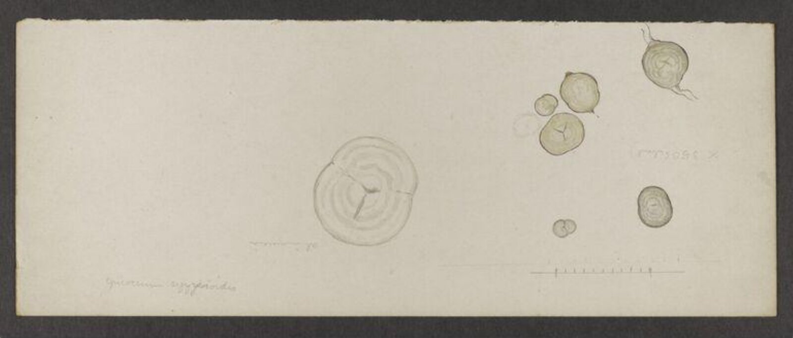 drawing, Beatrix Potter, 1897-1898