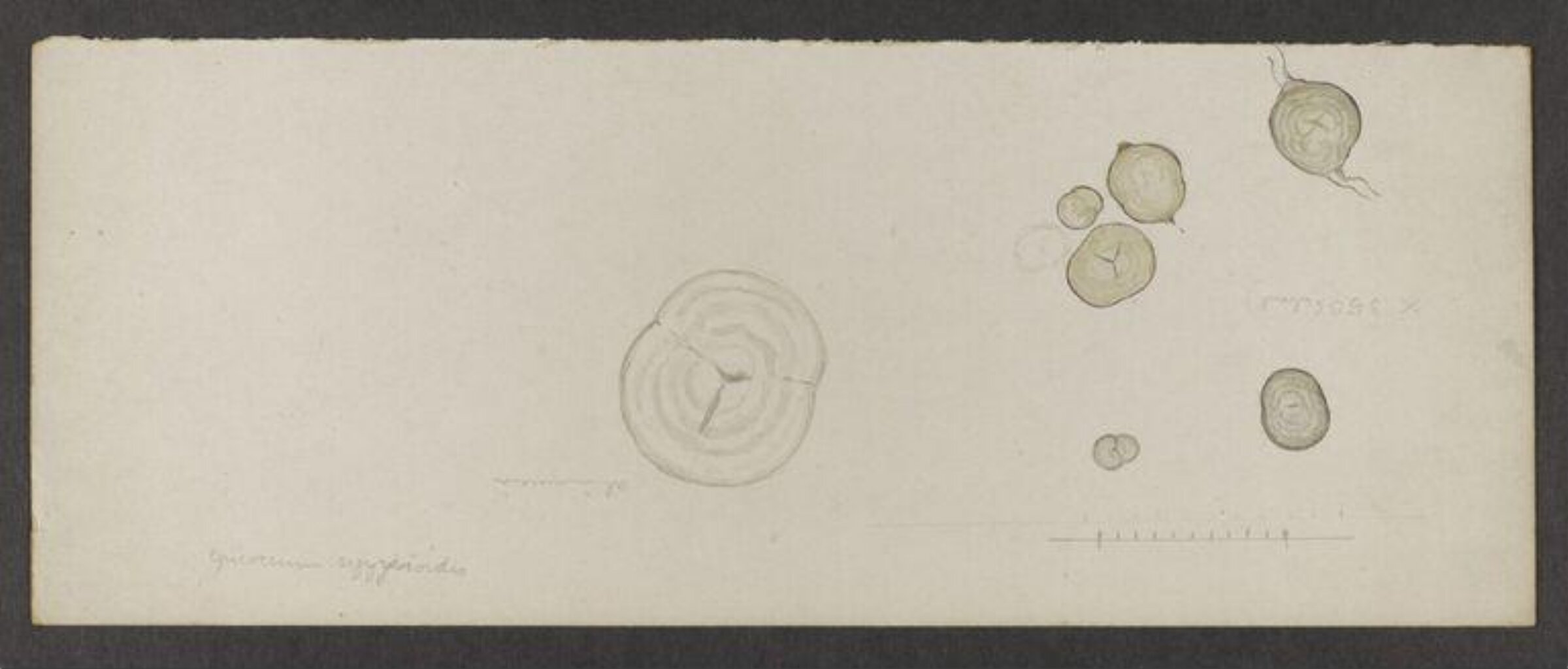 drawing, Beatrix Potter, 1897-1898