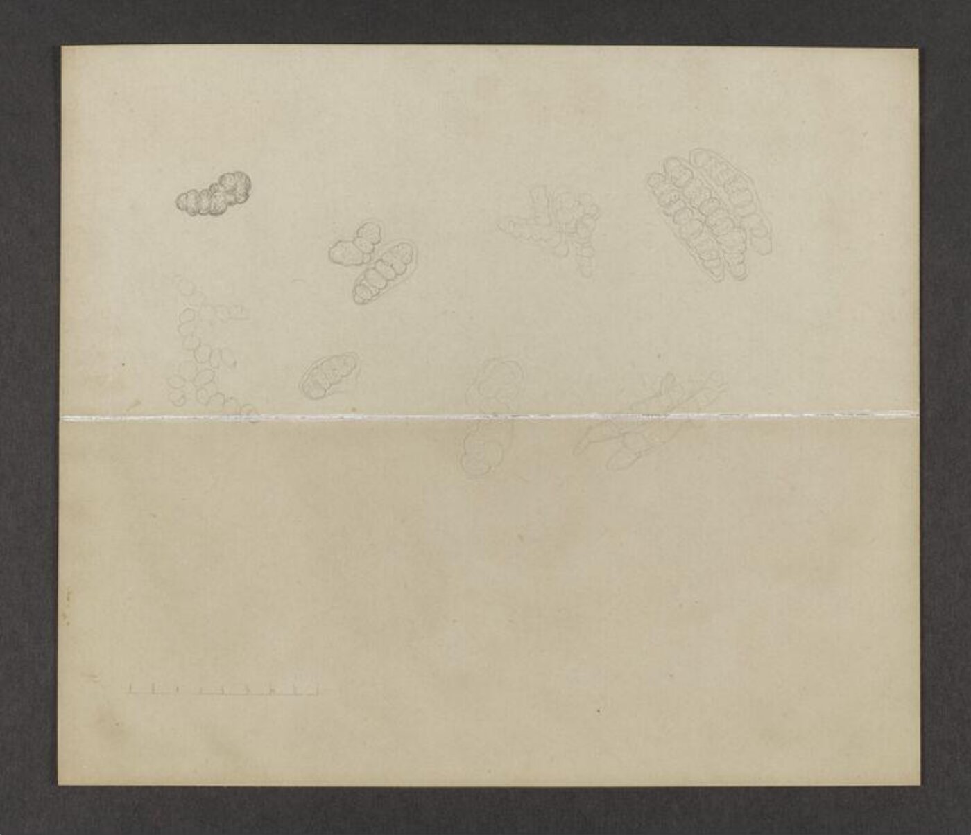 Potter, Beatrix, drawing