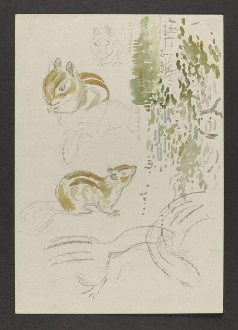 Potter, Beatrix, Drawing