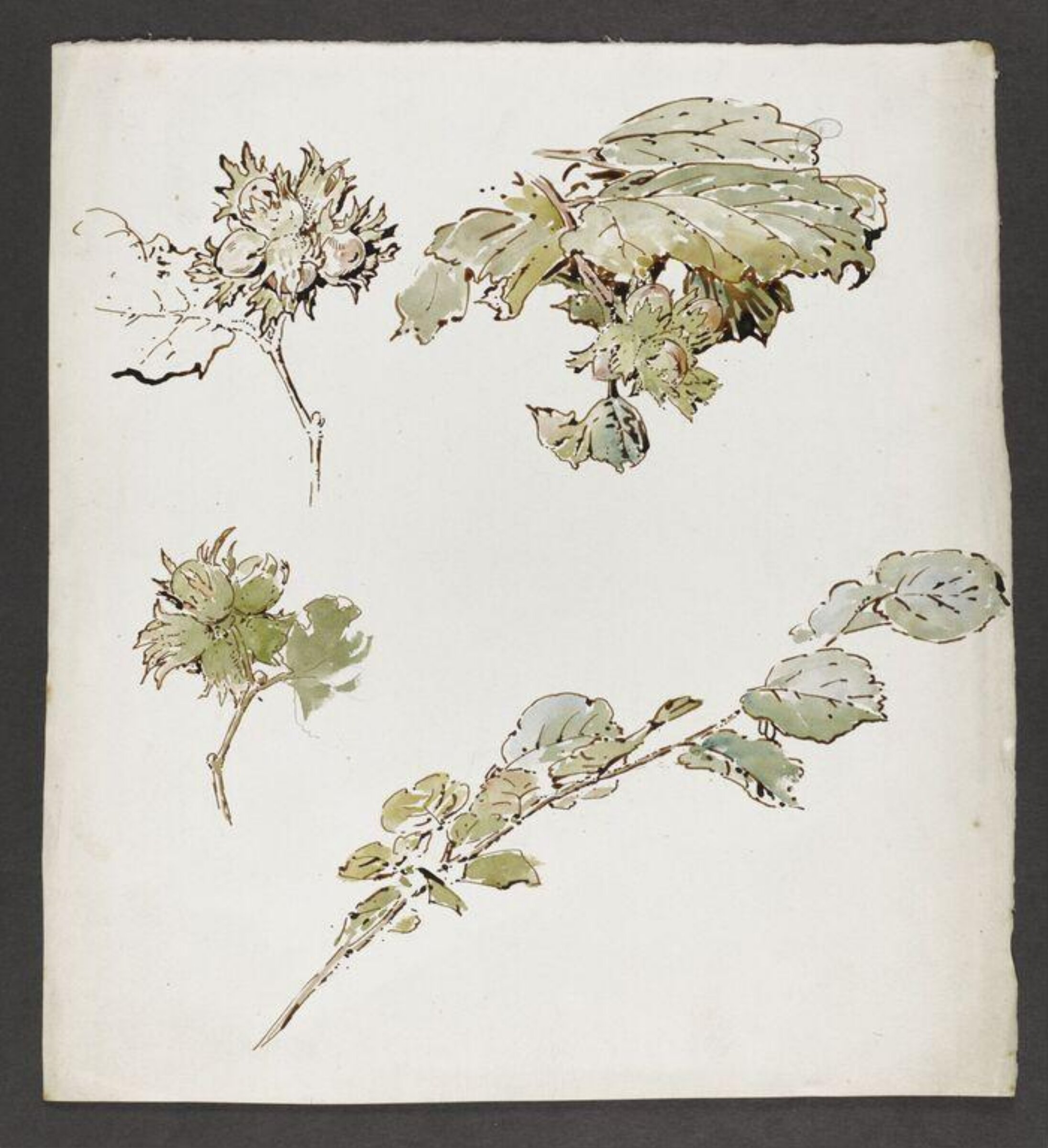 Watercolour, Beatrix Potter, late 19th century - early 20th century