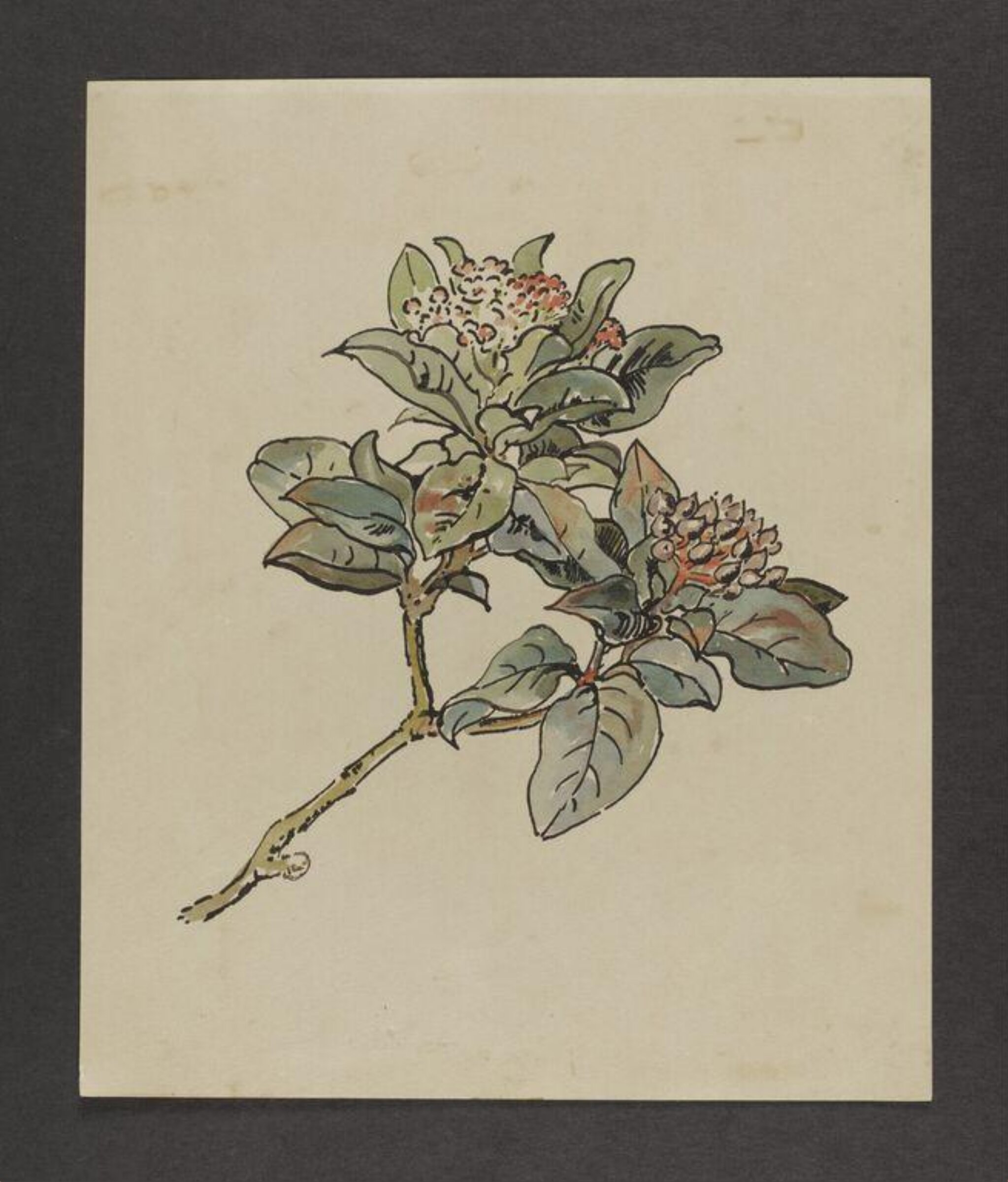 Watercolour, Beatrix Potter