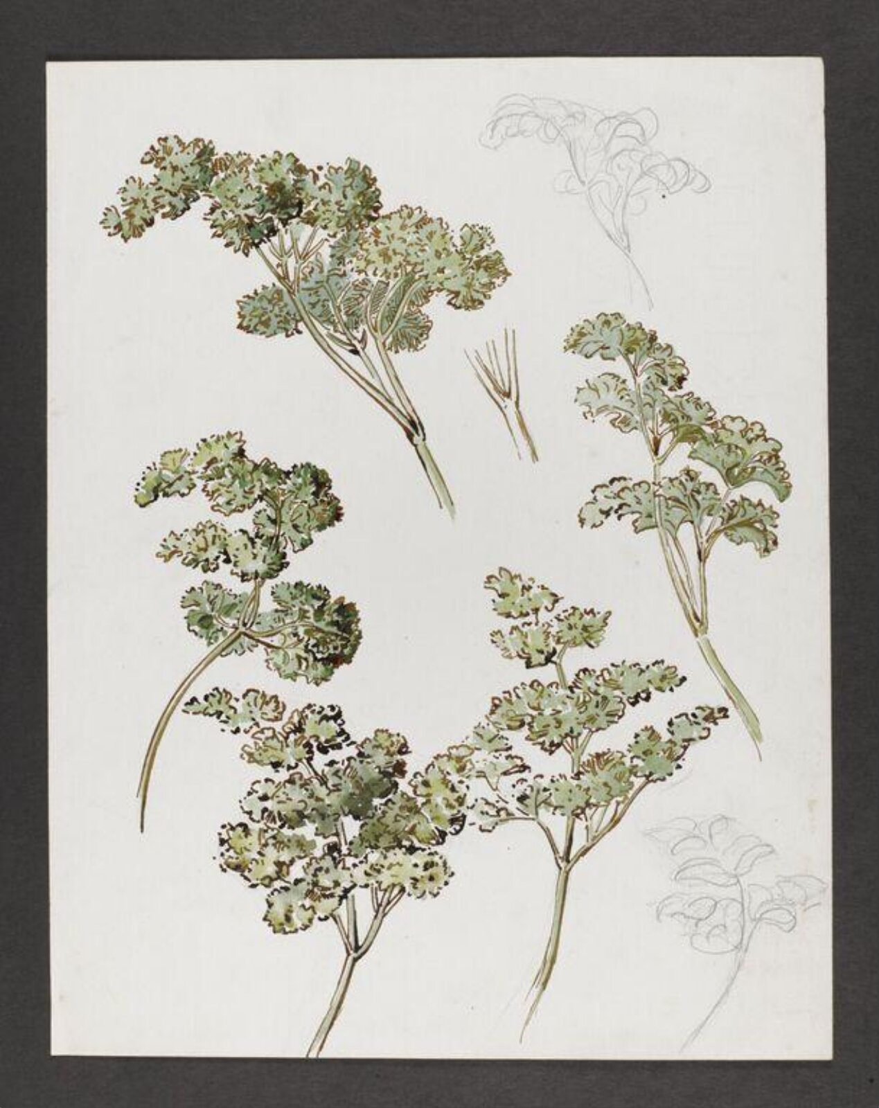 Watercolour, Beatrix Potter, late 19th century - early 20th century