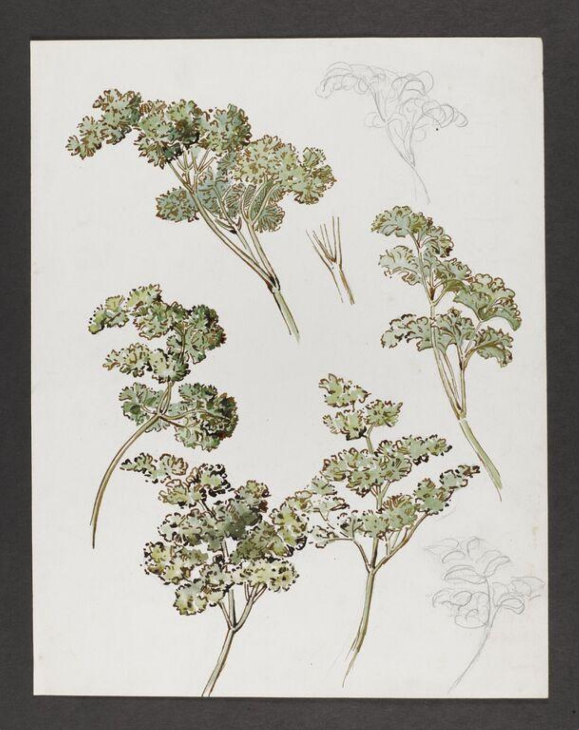 Watercolour, Beatrix Potter, late 19th century - early 20th century