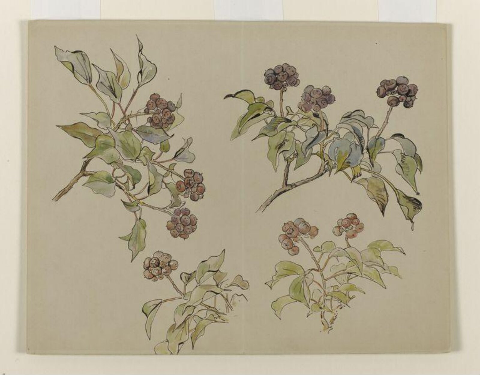 Watercolour, Beatrix Potter, late 19th century - early 20th century