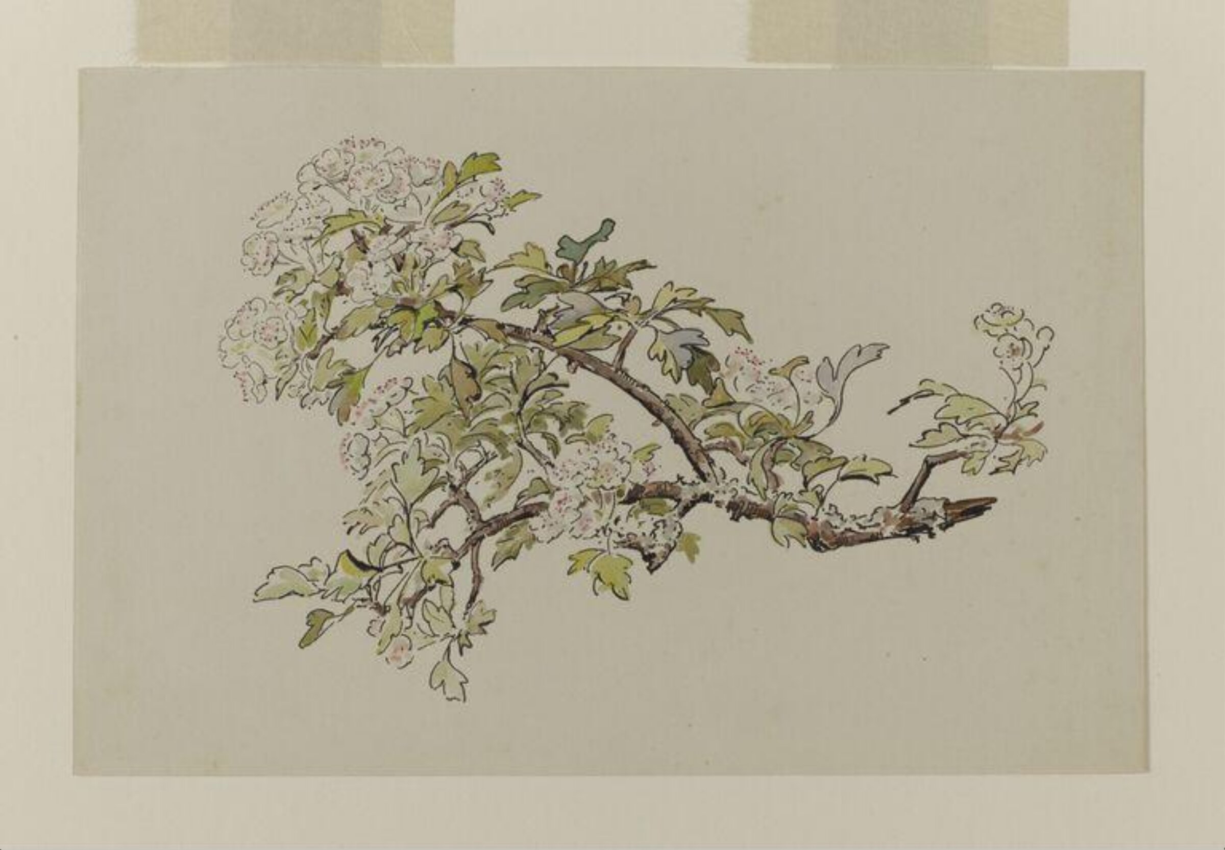 Watercolour, Beatrix Potter, late 19th century - early 20th century