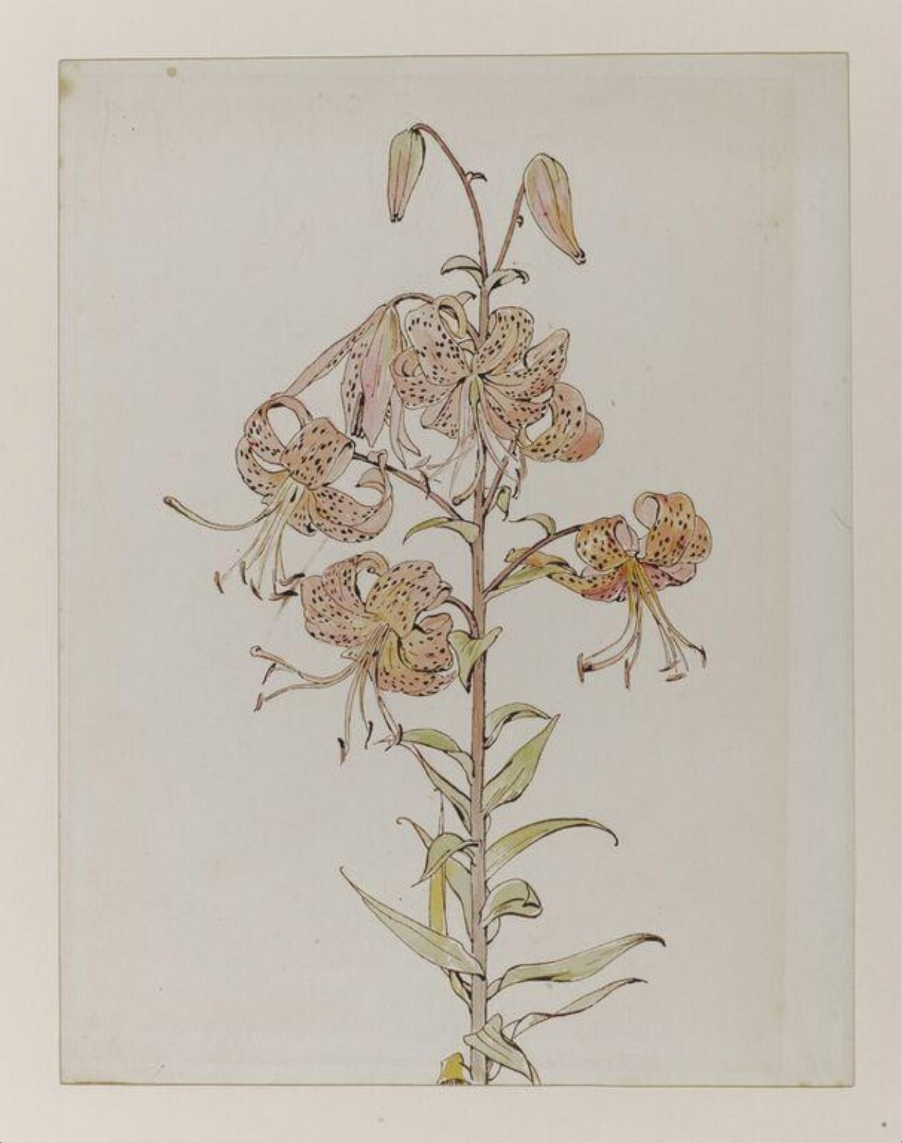 Watercolour, Beatrix Potter, late 19th century - early 20th century