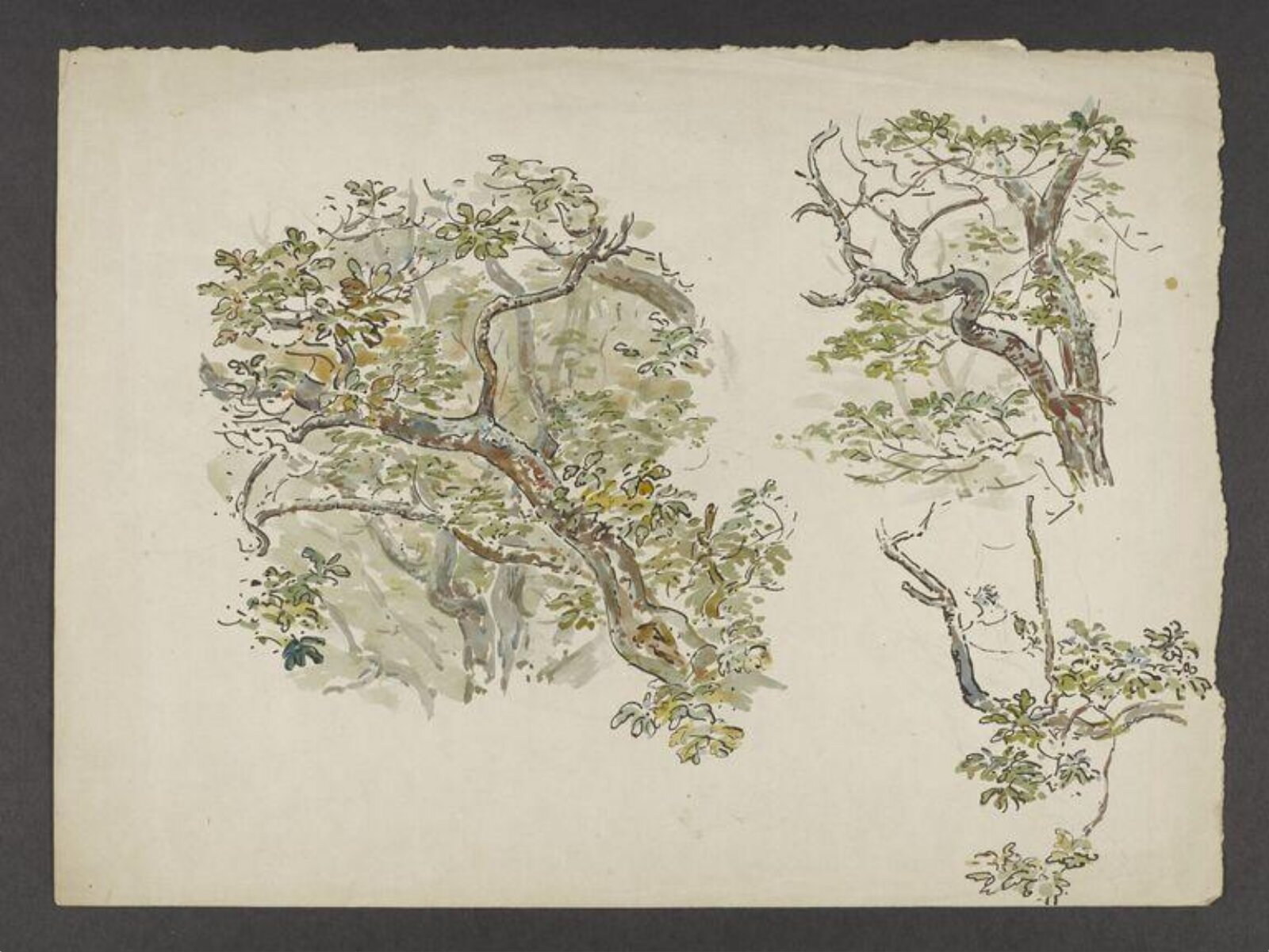 Watercolour, Beatrix Potter, late 19th century - early 20th century