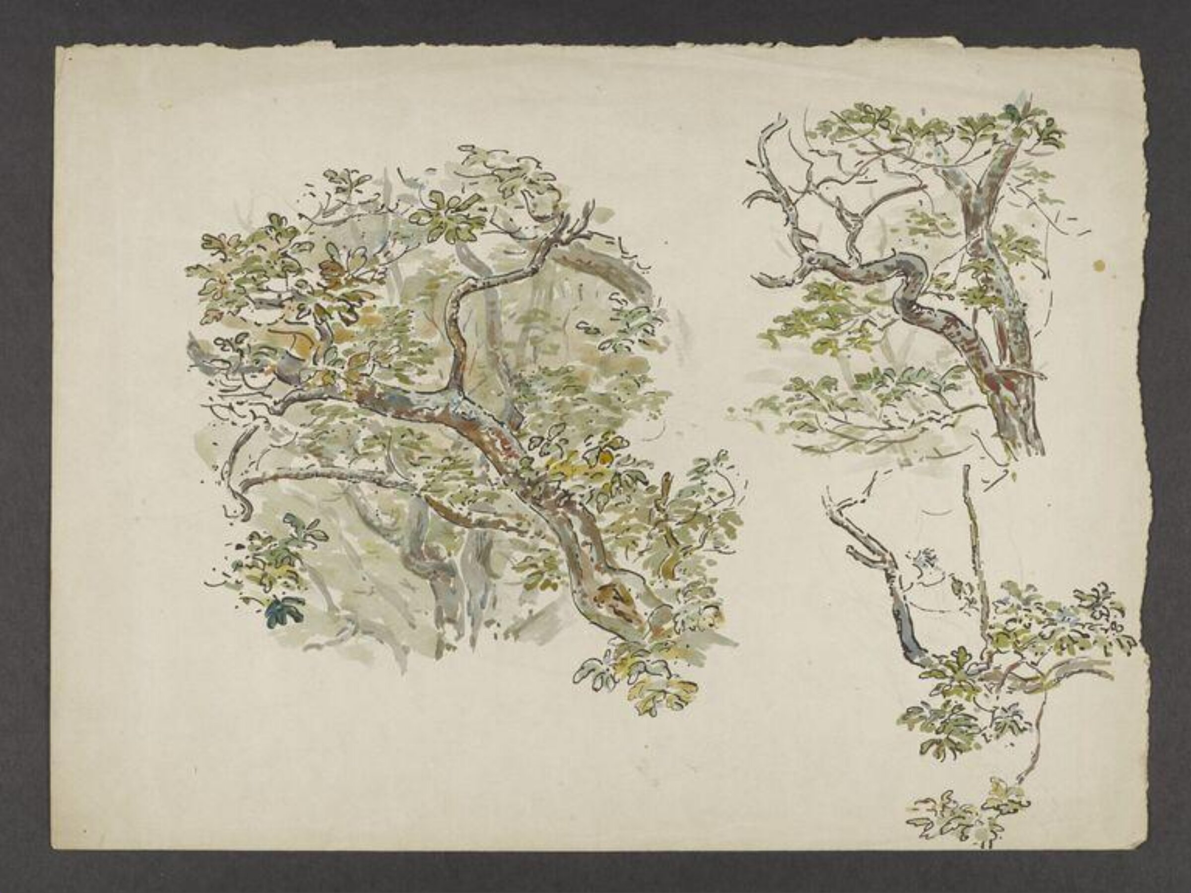 Watercolour, Beatrix Potter, late 19th century - early 20th century