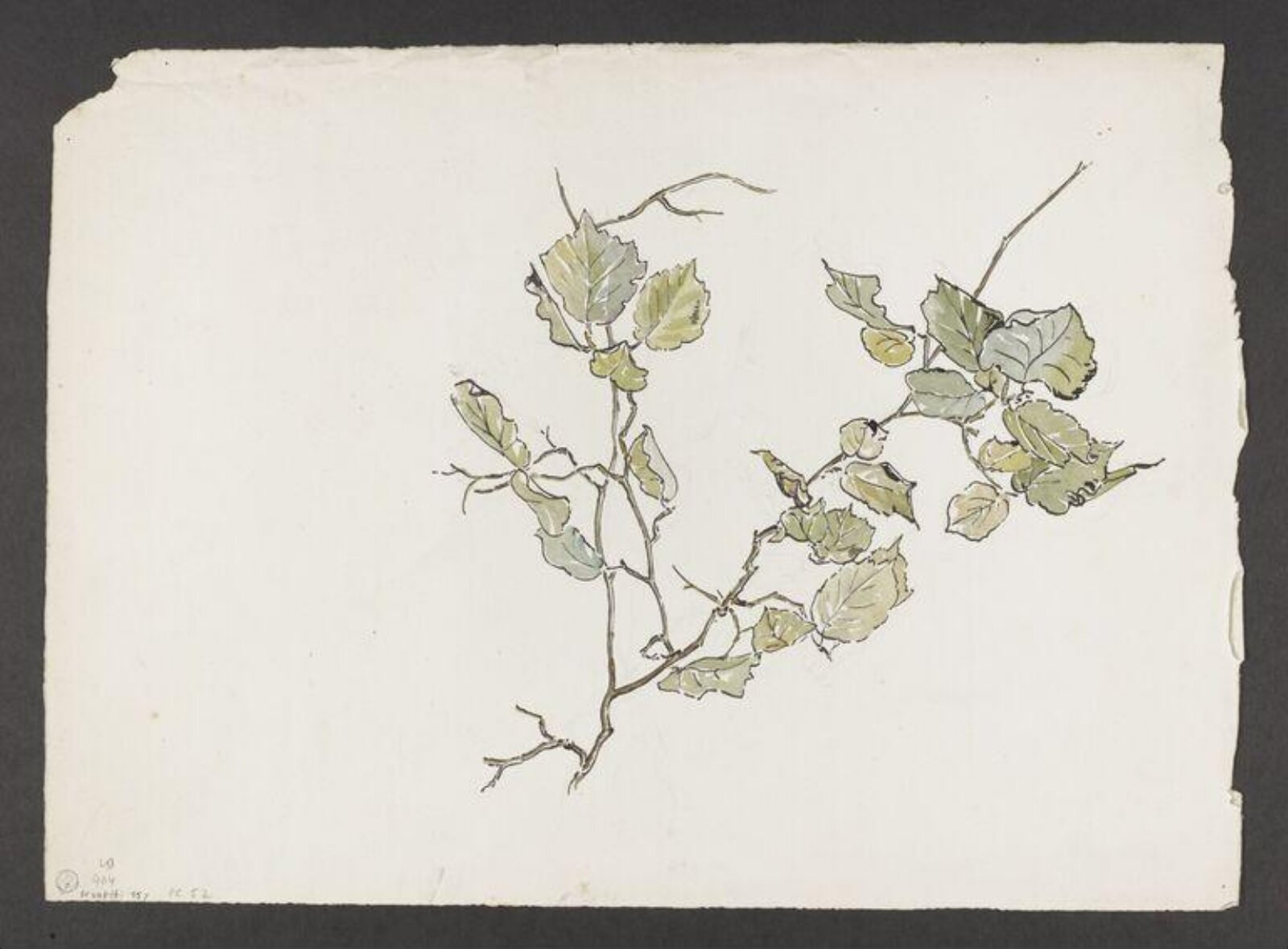 Watercolour, Beatrix Potter, late 19th century - early 20th century