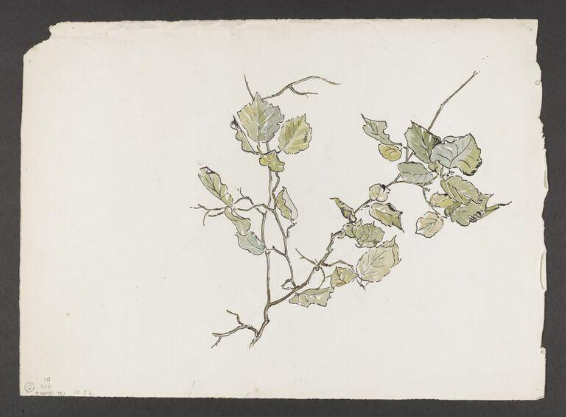 Watercolour, Beatrix Potter, late 19th century - early 20th century