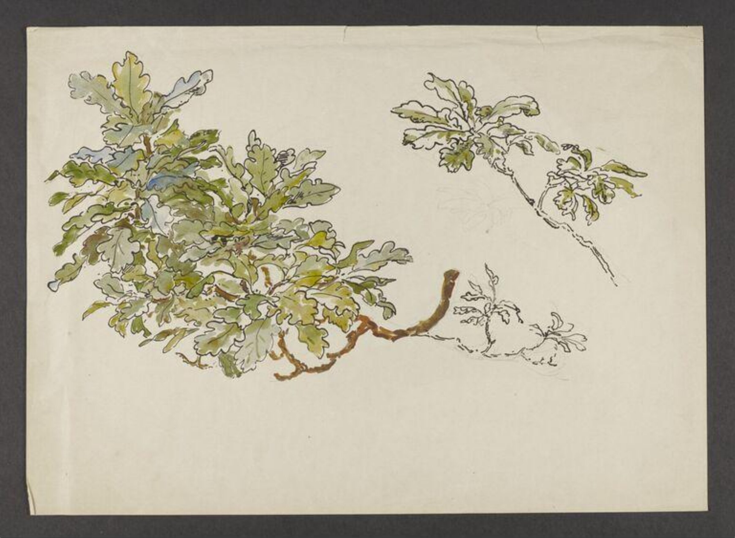 Watercolour, Beatrix Potter, late 19th century - early 20th century