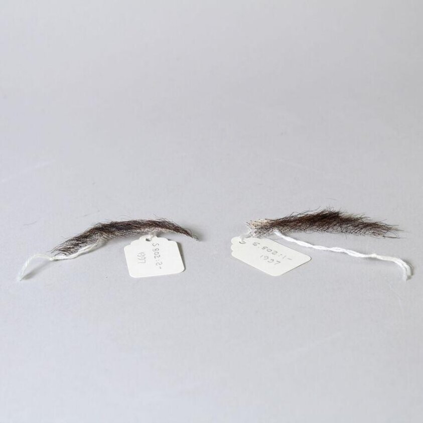 Pair of false eyebrows (1966) by Jules Gabriel Levasseur