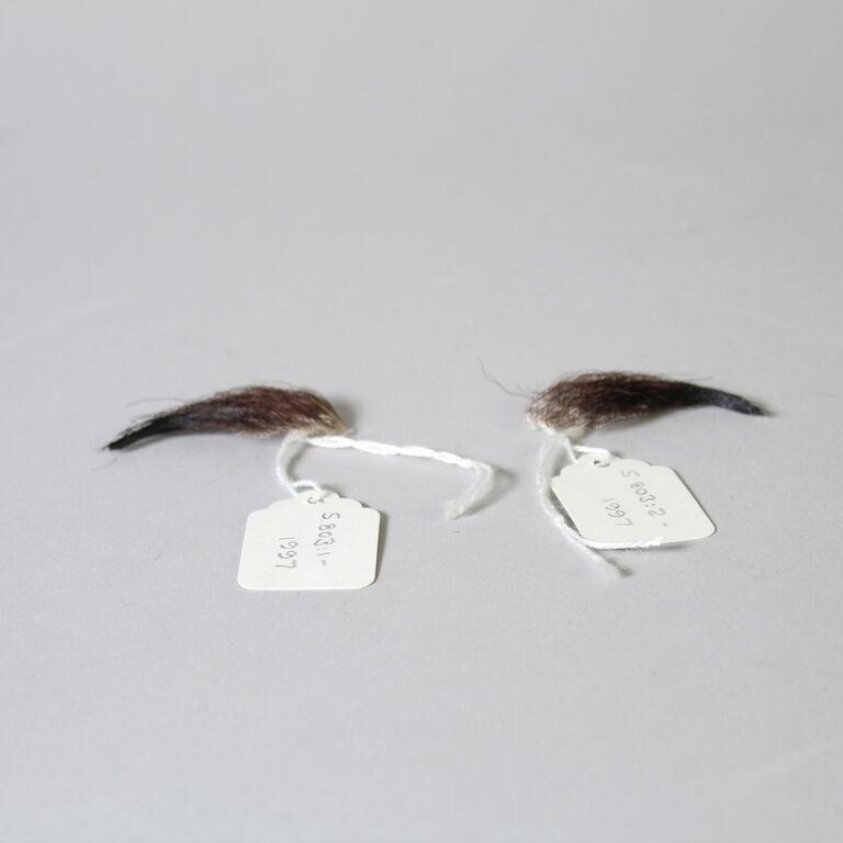 False eyebrows (1966) by Jules Gabriel Levasseur