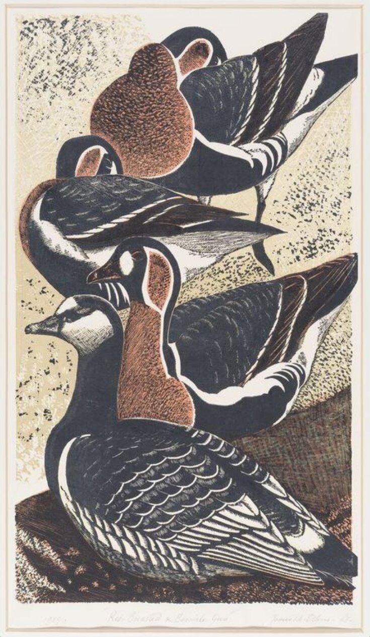 Red-Breasted and Bernicle Geese top image