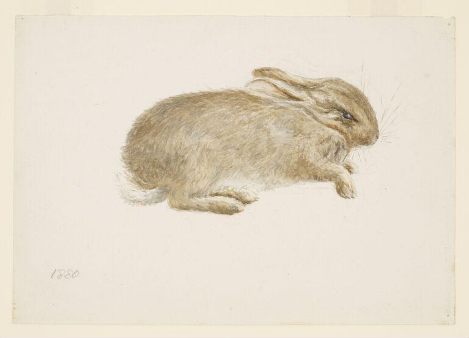 Watercolour, Beatrix Potter, circa 1880