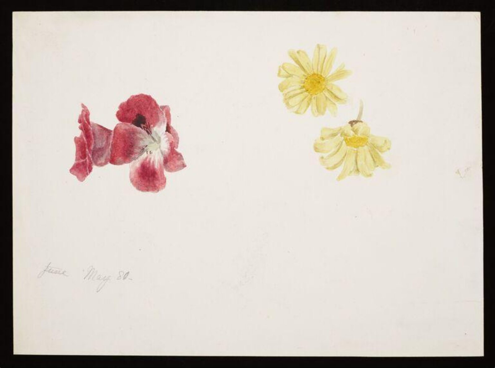 Watercolour, Beatrix Potter, 05/1880