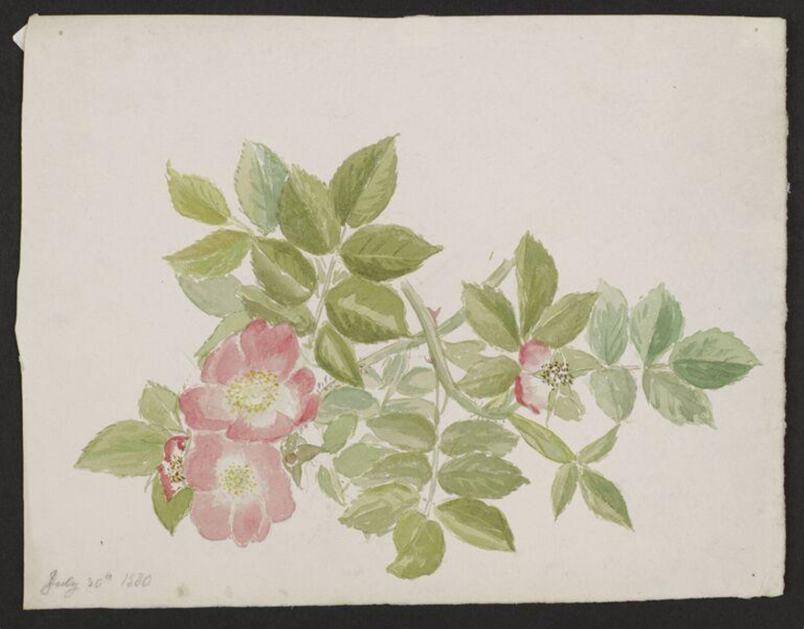 Watercolour, Beatrix Potter, 26/07/1880