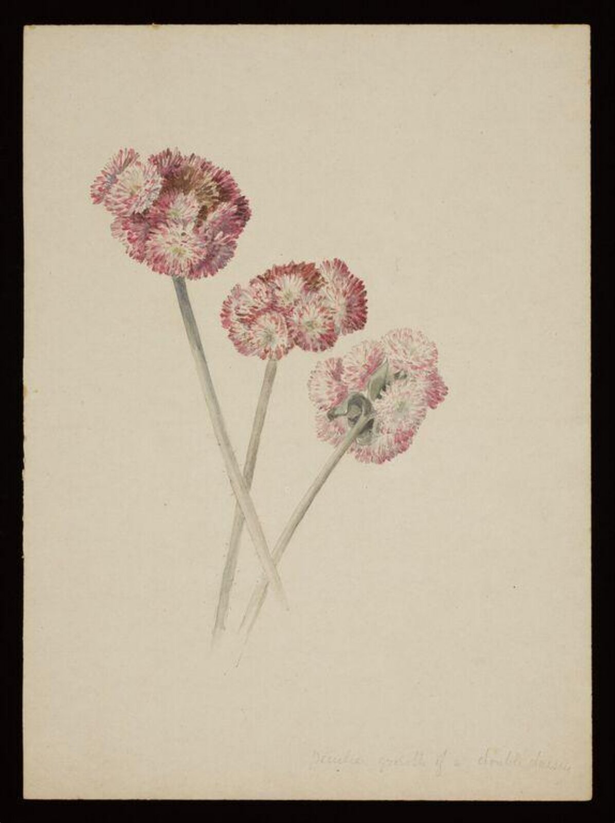Three double daisies, Beatrix Potter, ca. 1880s