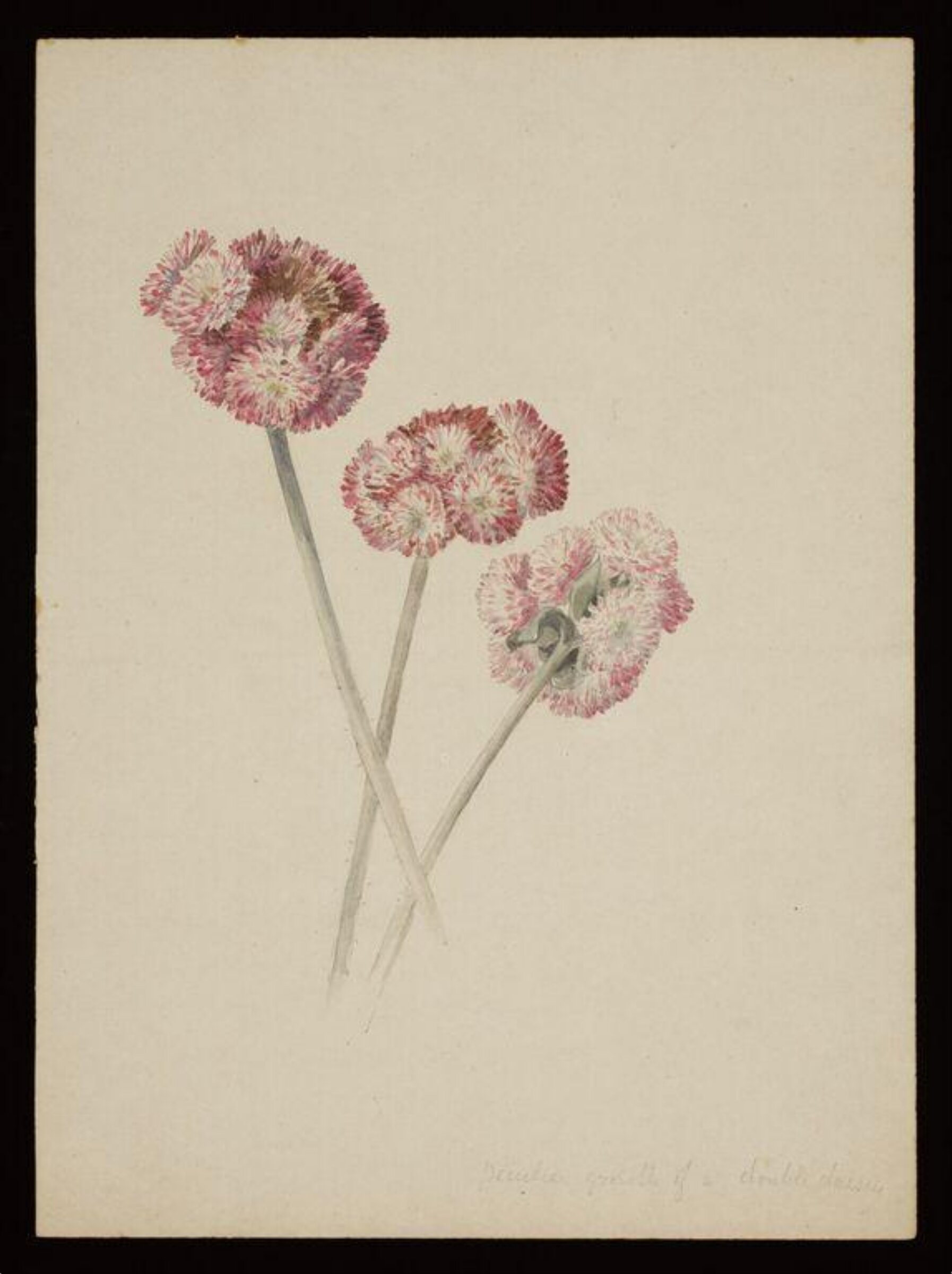 Three double daisies, Beatrix Potter, ca. 1880s