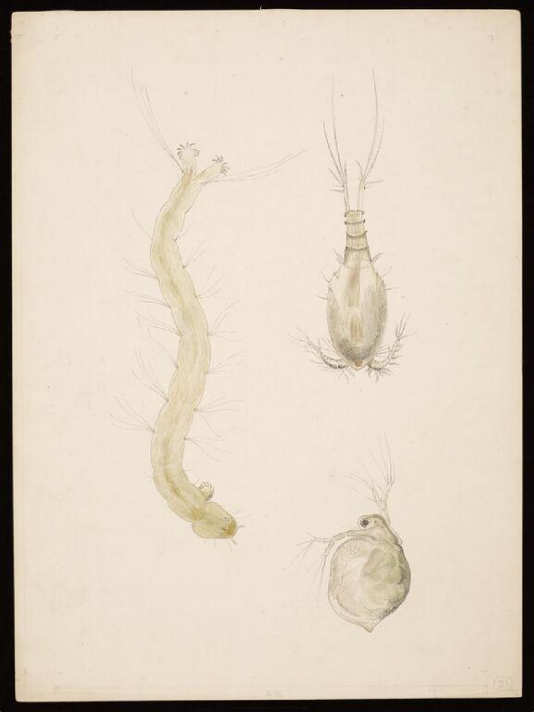 Magnified studies thought to show water-fleas and a midge lava, Beatrix Potter, ca. 1887