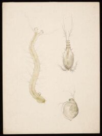 Magnified studies thought to show water-fleas and a midge lava