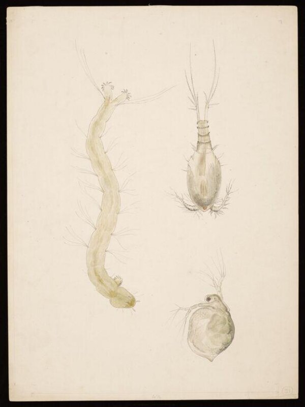Magnified studies thought to show water-fleas and a midge lava