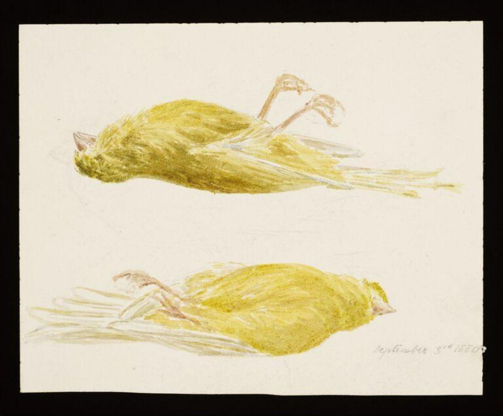 Watercolour, Beatrix Potter, 3/9/1880