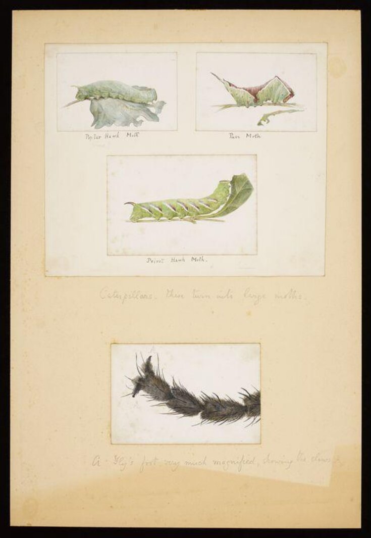 Studies of caterpillars and study of a magnified fly's foot top image