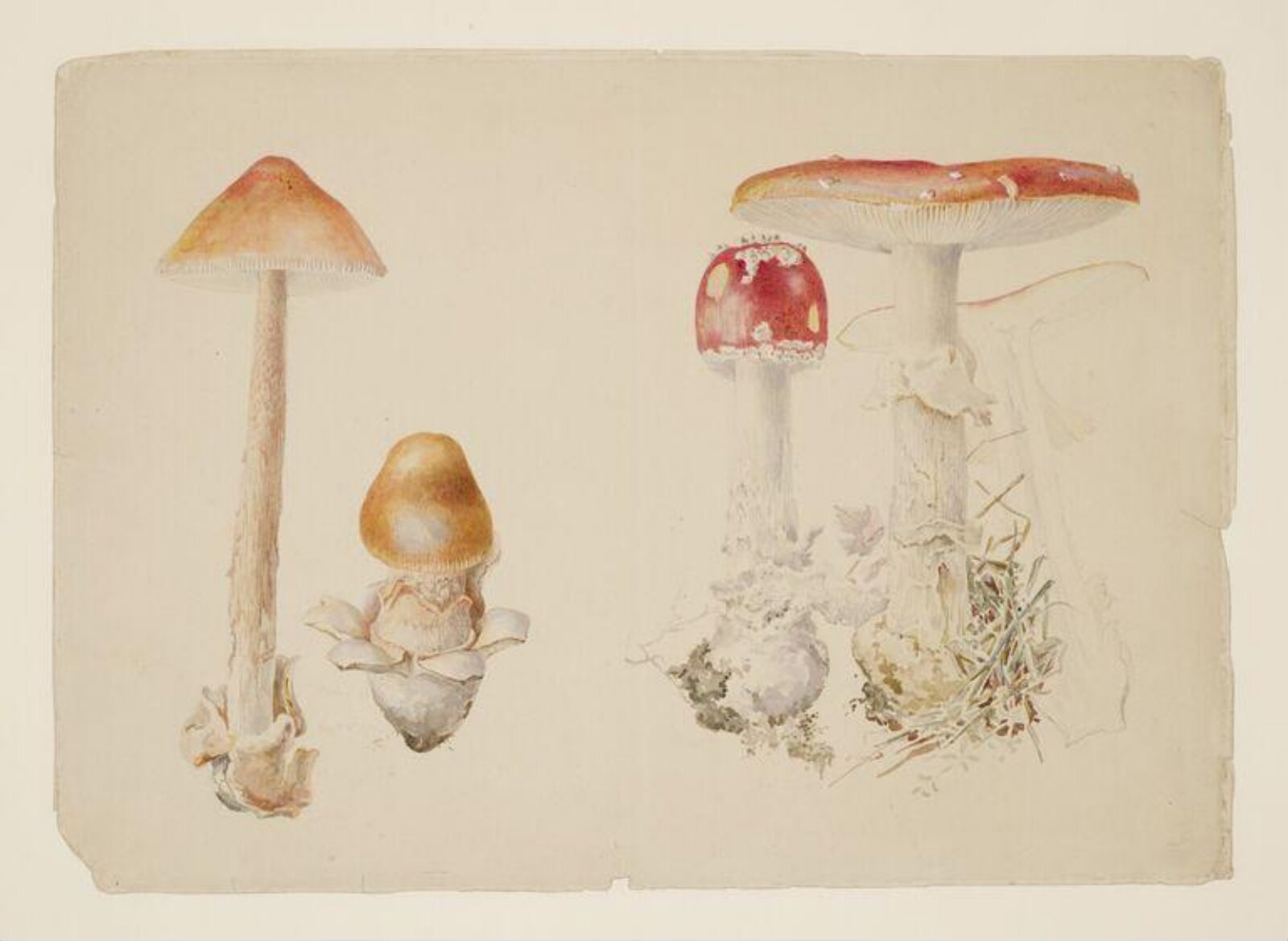 Watercolour, Beatrix Potter, 02/09-1897-03/09/1897