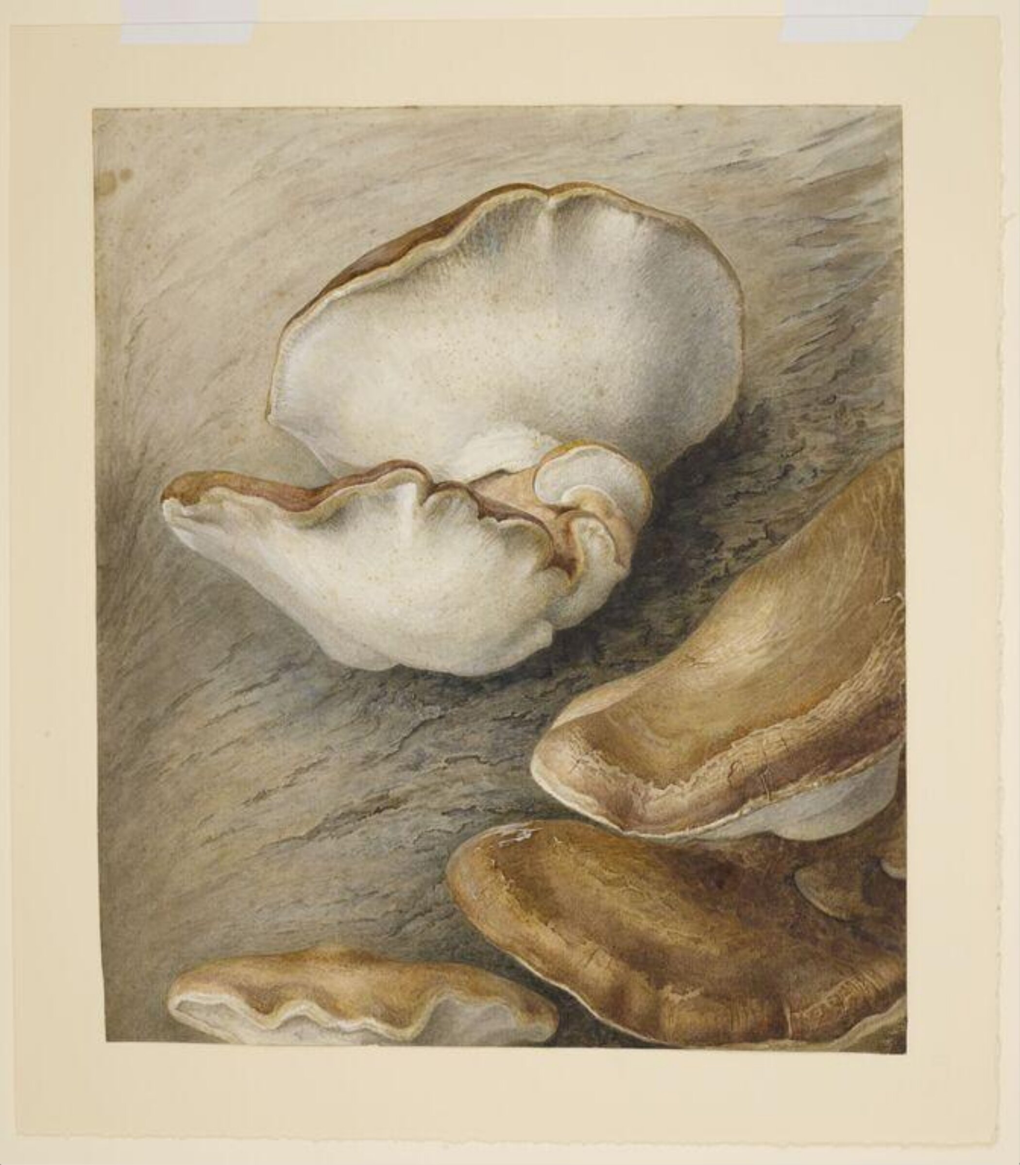 Birch tree fungus (Piptoporus betulinus) on a tree trunk, Beatrix Potter, 1887-1901