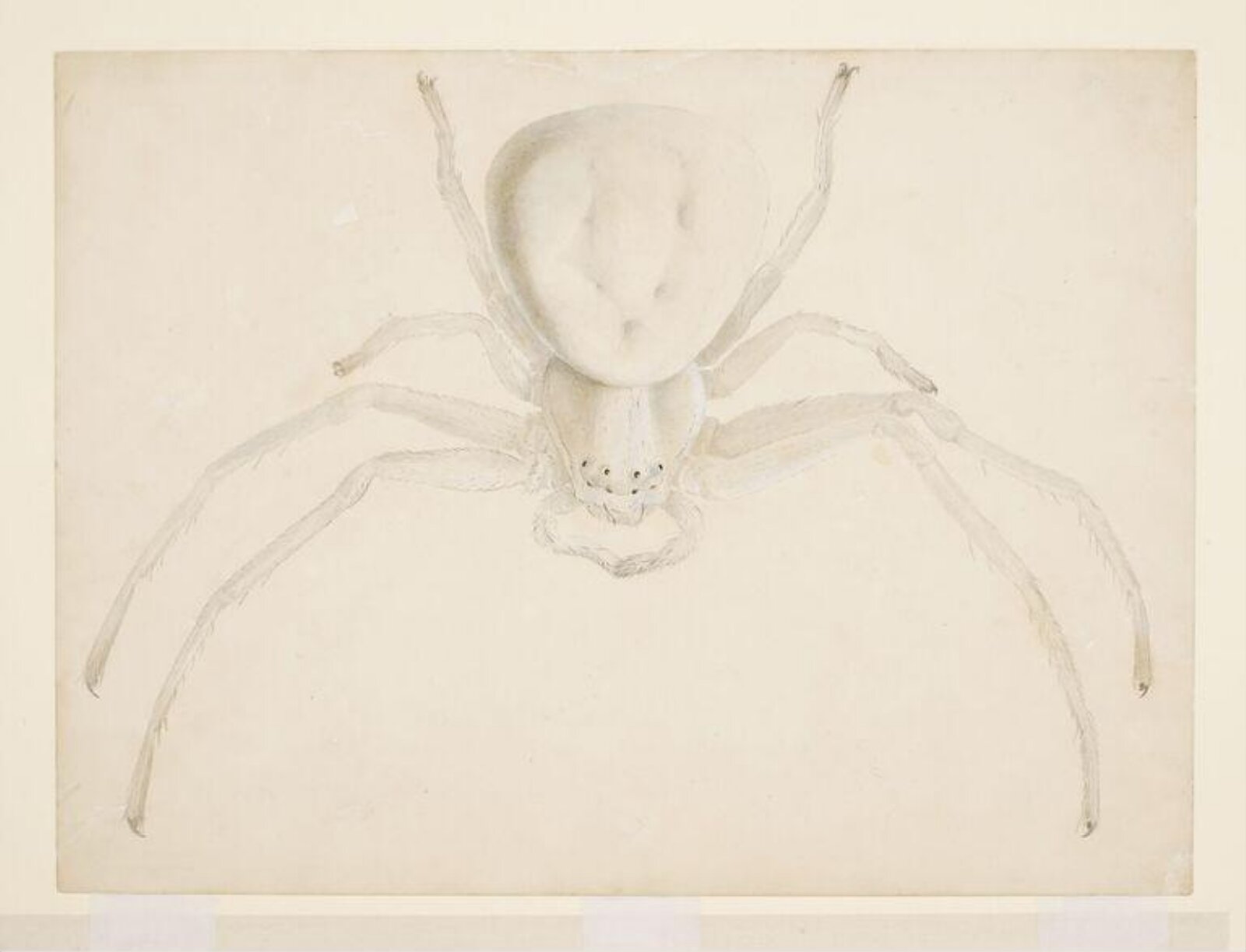 Study of a light grey spider, Beatrix Potter, ca. 1887