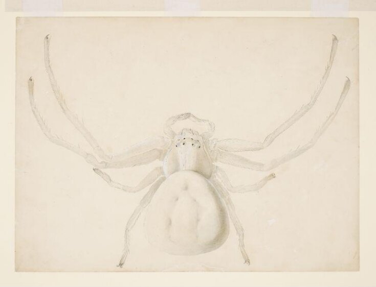 Study of a light grey spider top image