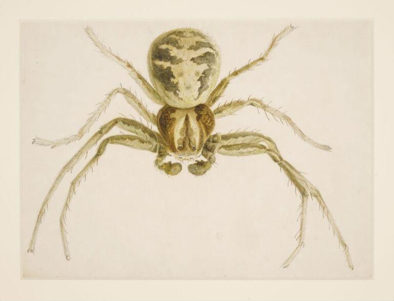 Male crab spider, Beatrix Potter, ca. 1887
