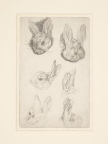 Studies of a rabbit's head (Benjamin Bouncer) thumbnail 1