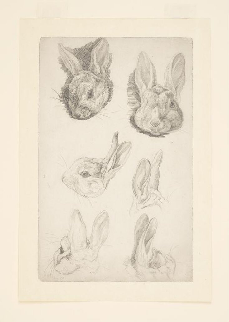 Studies of a rabbit's head (Benjamin Bouncer) top image