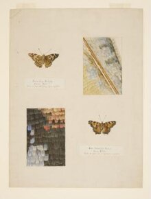 Studies of Small Tortoiseshell and Painted Lady butterflies, with magnified studies of the wings thumbnail 1