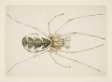 Study of a grey-brown spider (Linyphia triangularis) thumbnail 1