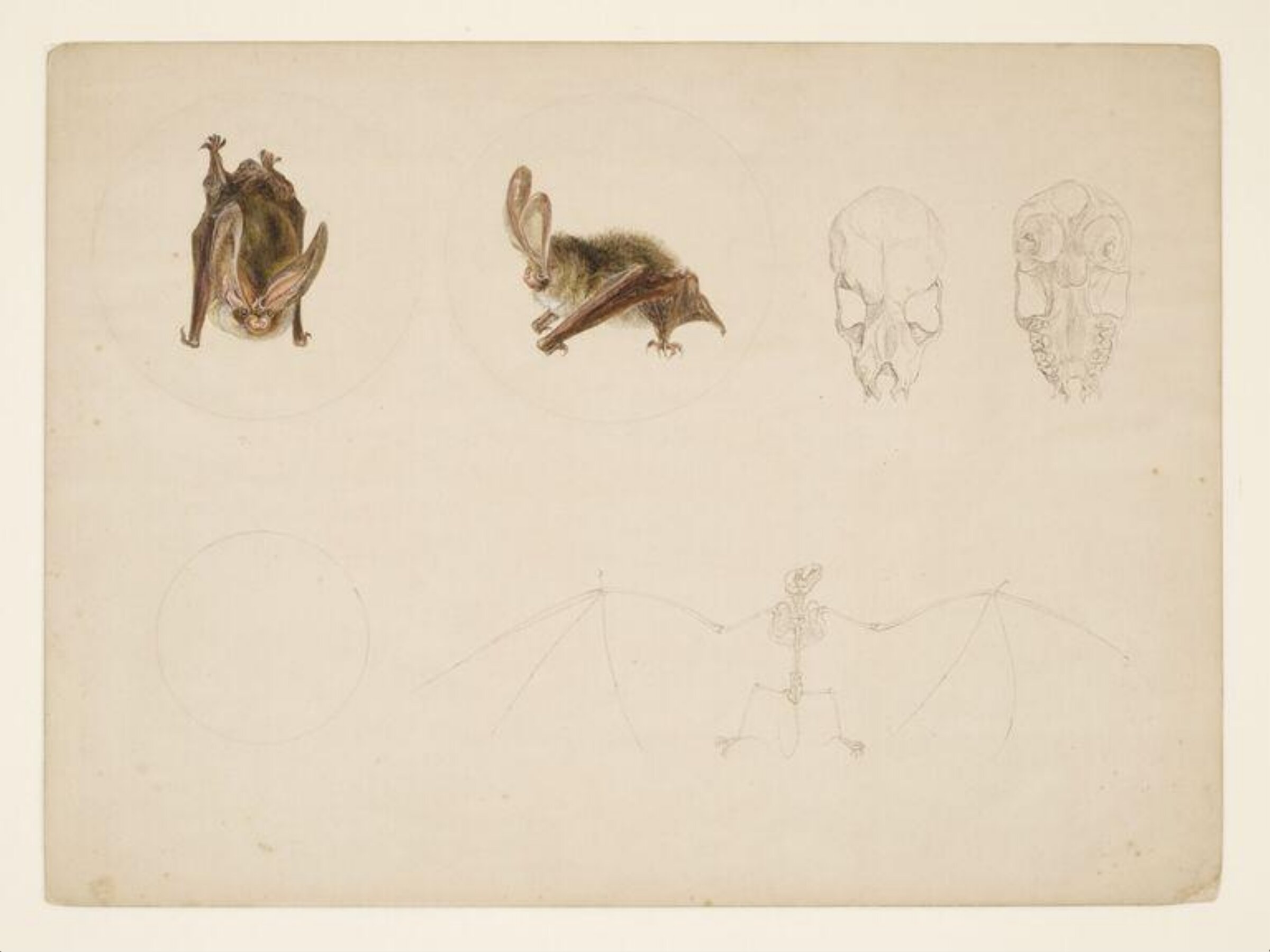 Studies of a bat and its skeleton, Beatrix Potter, 8 April 1887