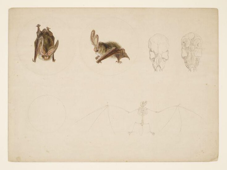 Studies of a bat and its skeleton top image