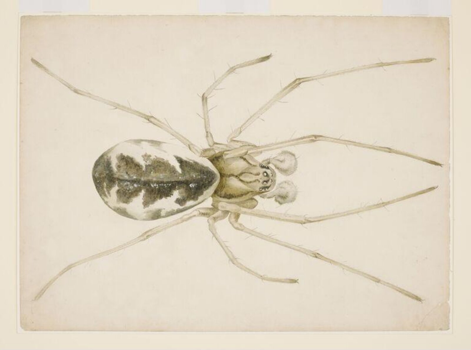 Study of a grey-brown spider (Linyphia triangularis), Beatrix Potter, ca. 1887
