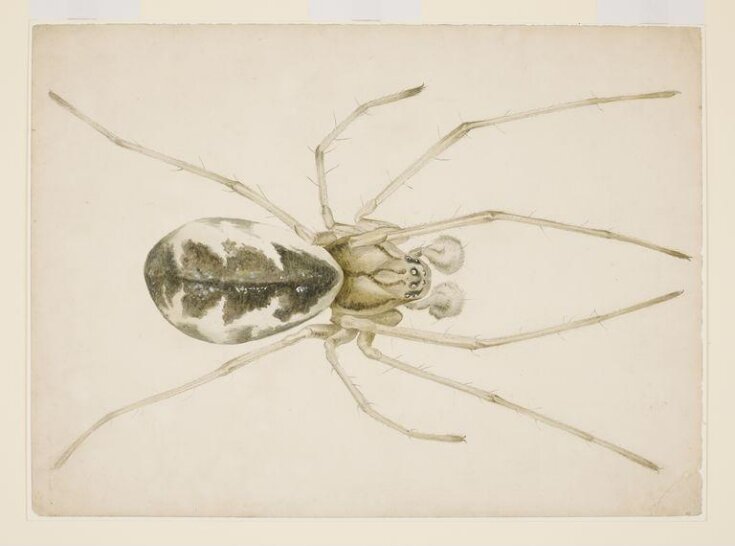 Study of a grey-brown spider (Linyphia triangularis) top image