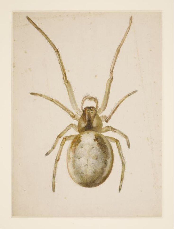Study of a greenish-brown spider top image