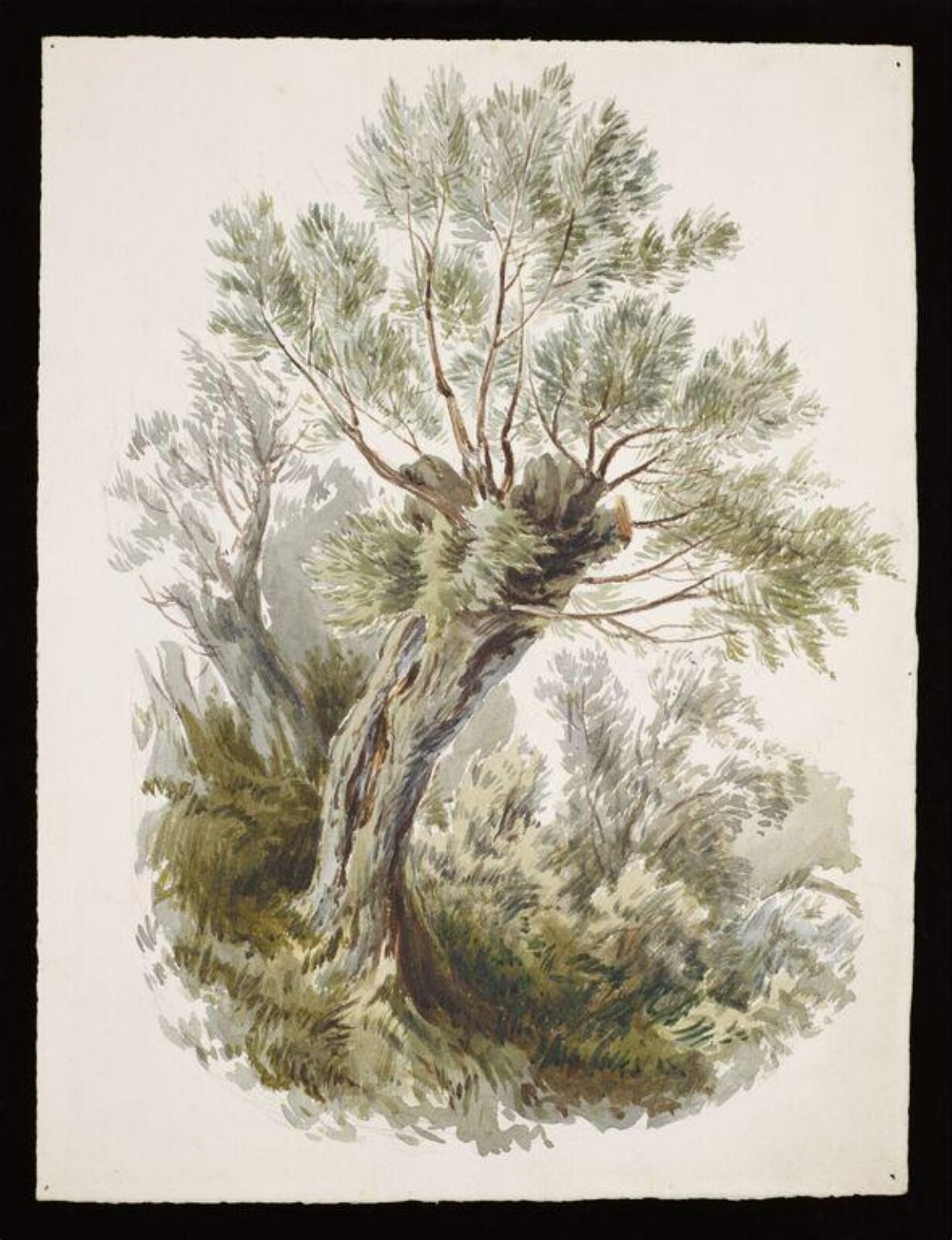 Watercolour, Beatrix Potter, 05/1882