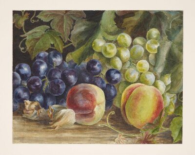 Still life drawing of grapes and peaches