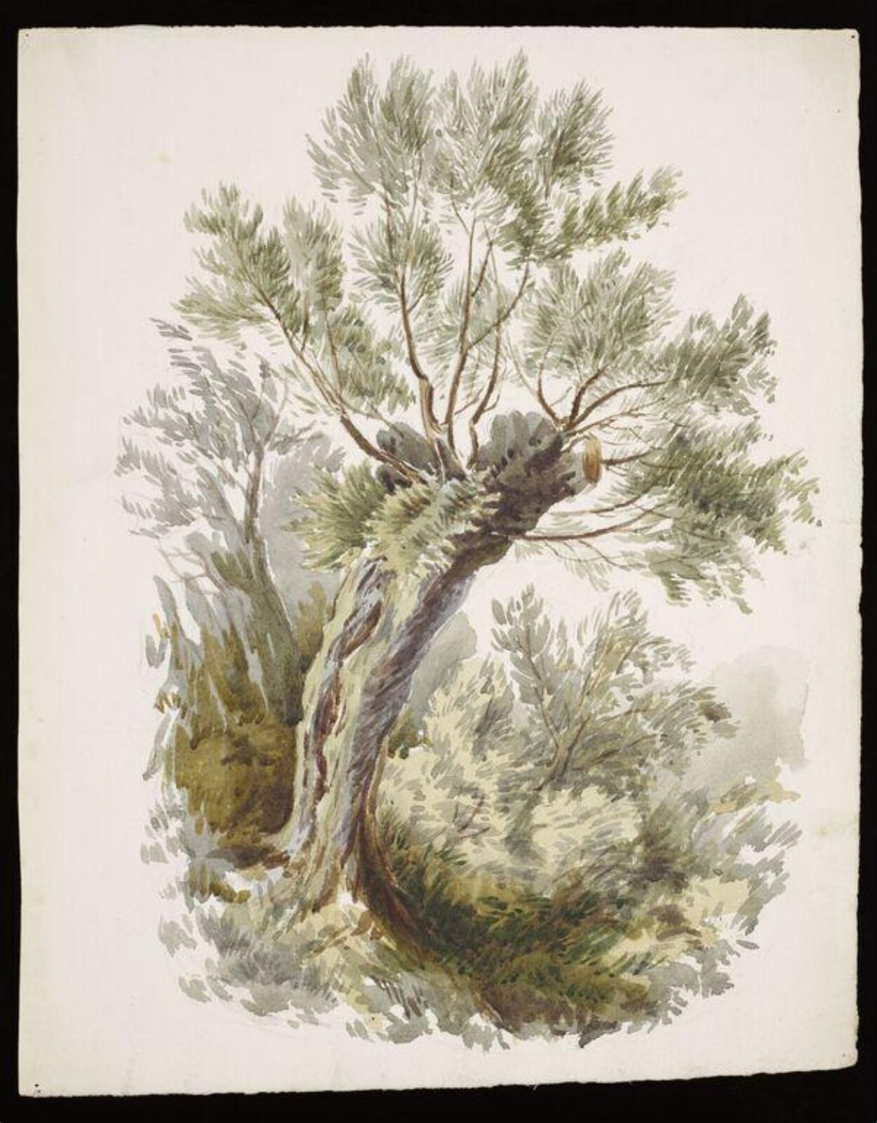 Watercolour, Beatrix Potter, 02/1882