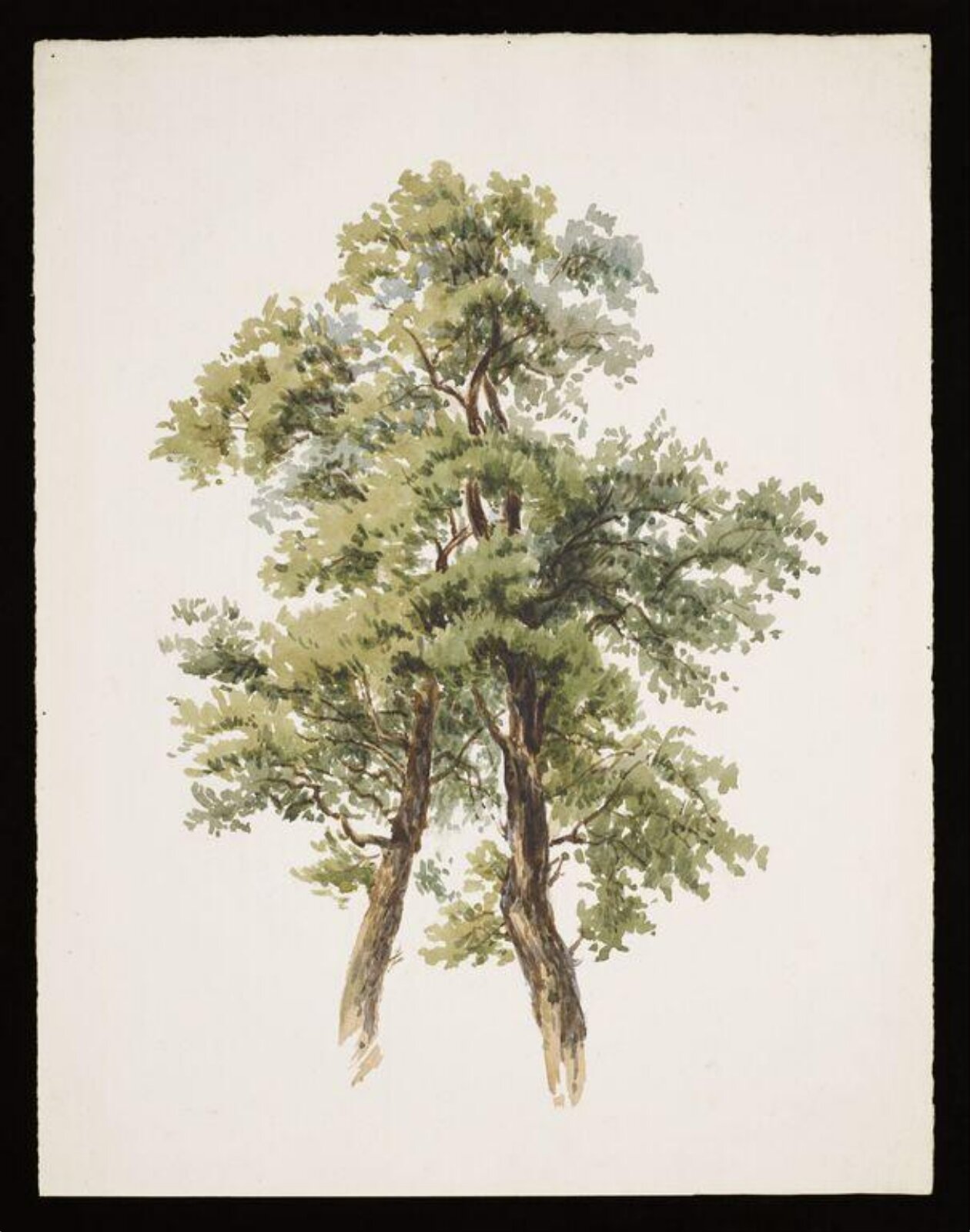 Watercolour, Beatrix Potter, ca. 1882