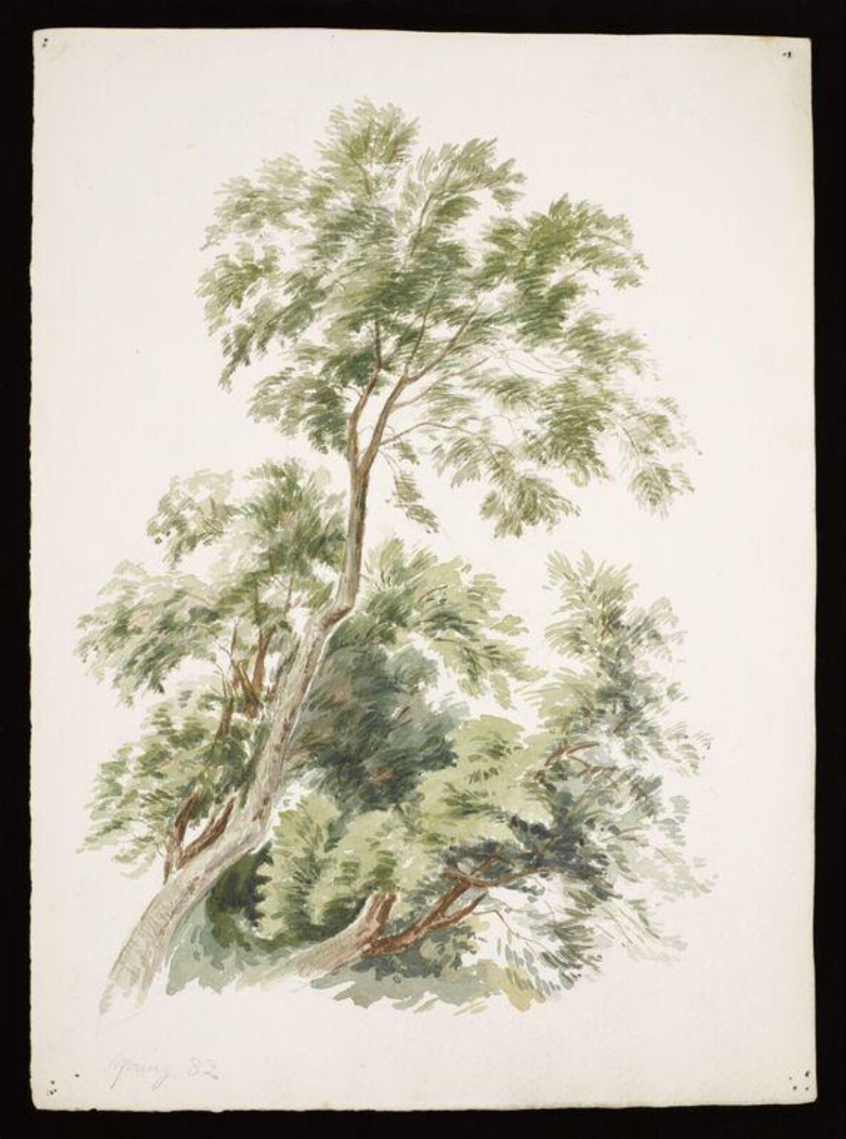 Watercolour, Beatrix Potter, 1882