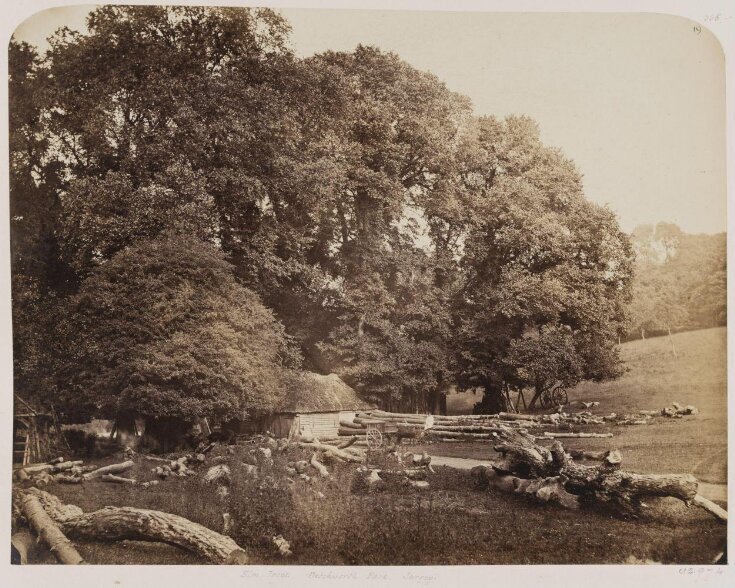 Elm trees, Betchworth Park, Surrey top image