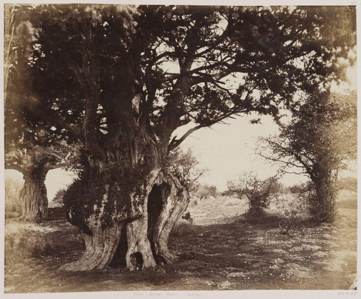 Oak, Merrow Downs, Surrey | Thurston Thompson, Charles | V&A Explore ...